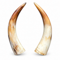 Polished Buffalo Horn Pair – Natural Decorative & Craft